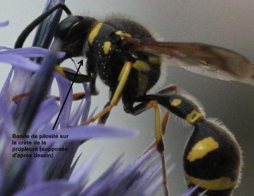 Eumenes sp.